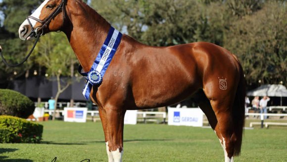 Cavalos de Salto: de A a Z – Cavalo de Salto Argentina