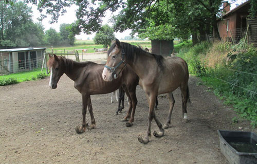O cavalo e a humanidade: Como os equinos ajudaram na construção da história